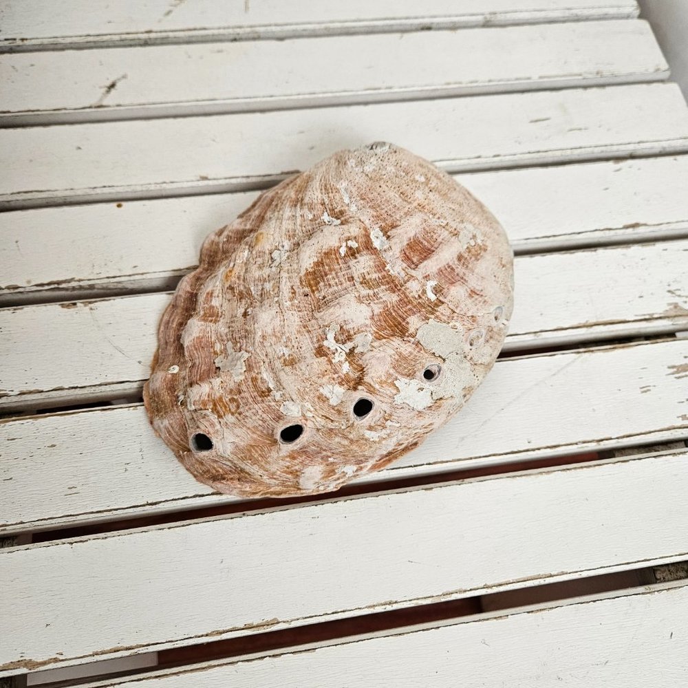 Abalone Shell - Picture 3 of 7